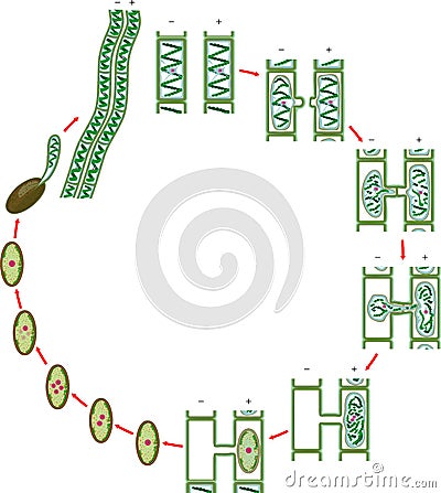 Life Cycle and lateral conjugation of Spirogyra charophyte green algae Vector Illustration